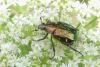 Gnorimus nobilis
